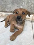 Cachorro raça Sem Raça Definida idade Abaixo de 2 meses nome Sem nome
