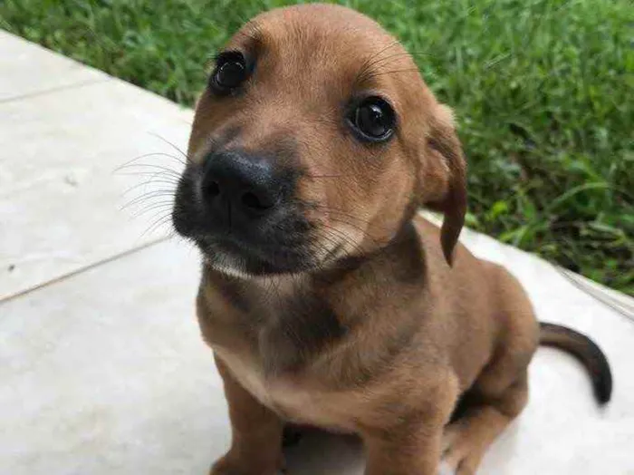 Cachorro raça Sem Raça Definida idade Abaixo de 2 meses nome Sem nome
