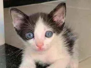 Gato raça Sem raça  idade Abaixo de 2 meses nome Lindos gatinhos 