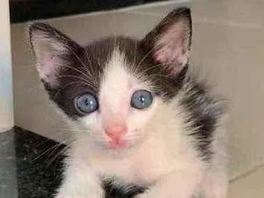 Gato ra a Sem raça  idade Abaixo de 2 meses nome Lindos gatinhos 