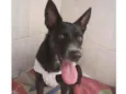 Cachorro raça SRD idade 7 a 11 meses nome Kiara