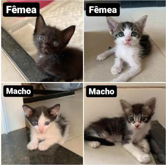 Gato ra a  idade Abaixo de 2 meses nome Adoção responsável 