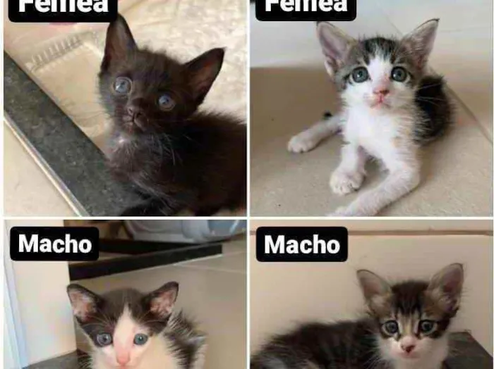 Gato ra a  idade Abaixo de 2 meses nome Adoção responsável 