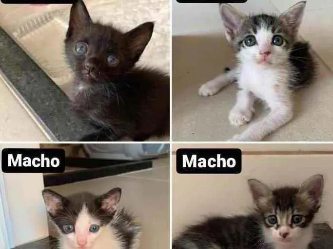 Gato ra a  idade Abaixo de 2 meses nome Adoção responsável 