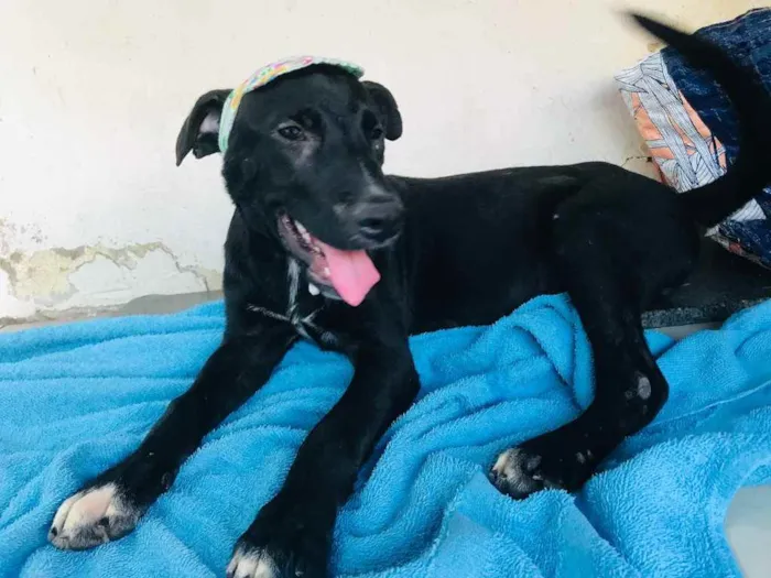 Cachorro ra a SRD idade 2 a 6 meses nome MOISÉS 