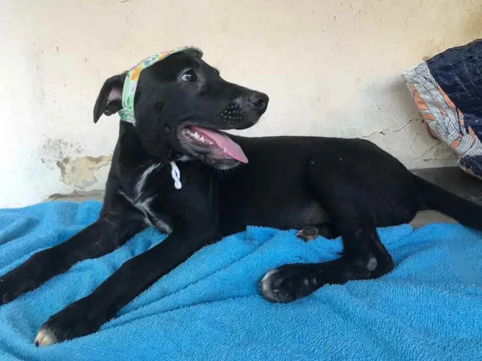 Cachorro ra a SRD idade 2 a 6 meses nome MOISÉS 