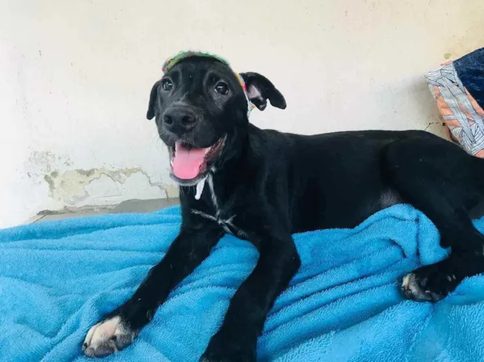 Cachorro ra a SRD idade 2 a 6 meses nome MOISÉS 