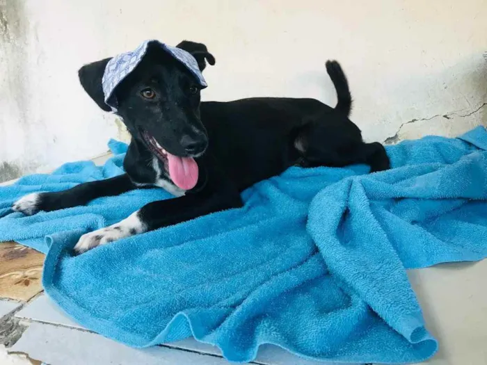 Cachorro ra a TÉO idade 2 a 6 meses nome T