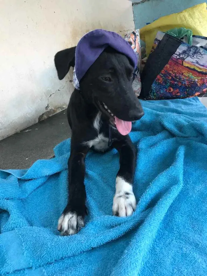 Cachorro ra a TÉO idade 2 a 6 meses nome T