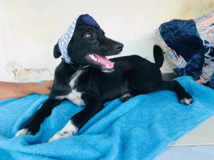 Cachorro ra a TÉO idade 2 a 6 meses nome T