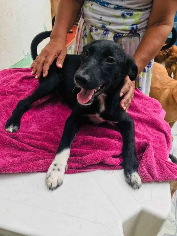 Cachorro ra a TÉO idade 2 a 6 meses nome T