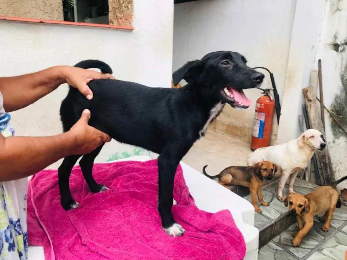 Cachorro ra a TÉO idade 2 a 6 meses nome T