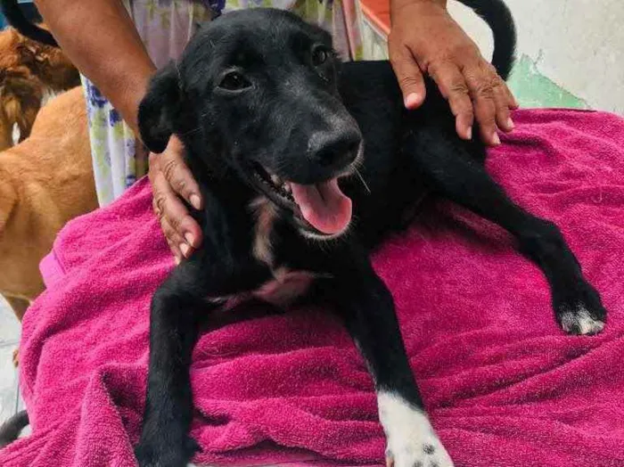 Cachorro ra a TÉO idade 2 a 6 meses nome T