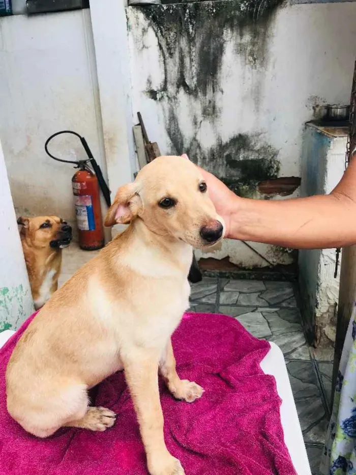 Cachorro ra a  idade 2 a 6 meses nome LAURA