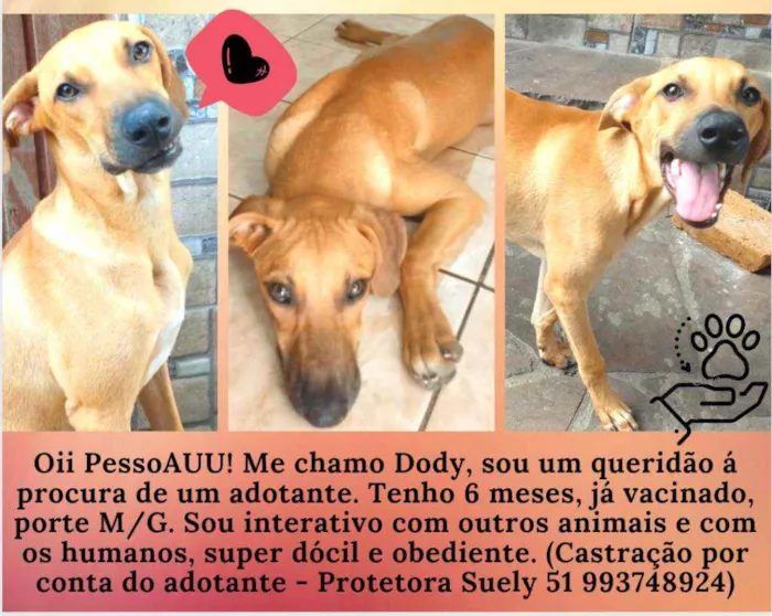 Cachorro ra a Vira-Lata idade 2 a 6 meses nome Dody