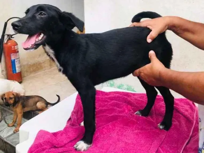 Cachorro ra a TÉO idade 2 a 6 meses nome T