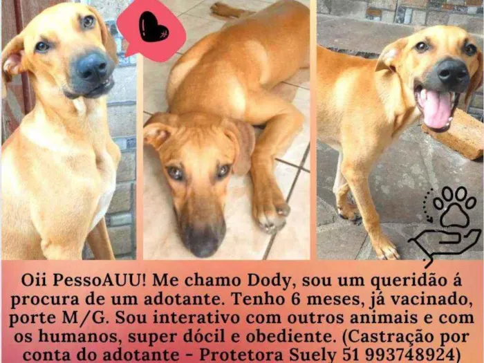 Cachorro ra a Vira-Lata idade 2 a 6 meses nome Dody