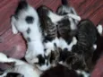Gatos