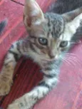Gatos