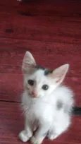 Gatos
