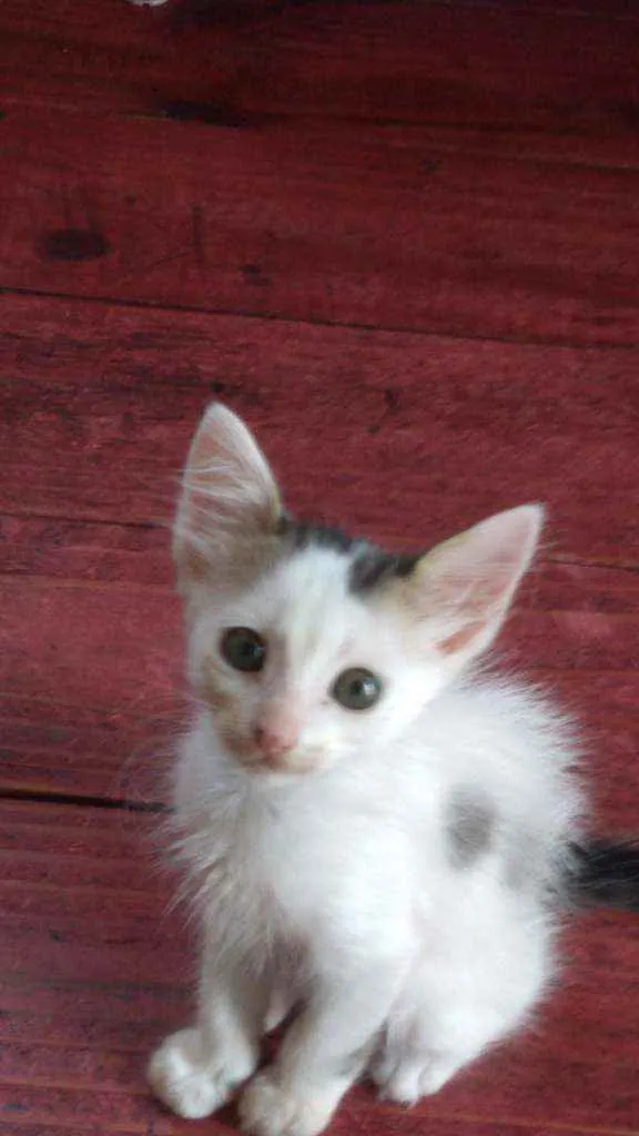 Gato ra a  idade 2 a 6 meses nome Gatos