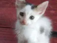 Gatos