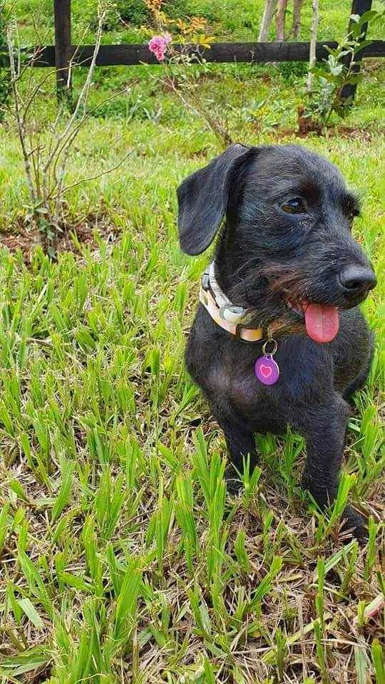 Cachorro ra a Vira lata idade 2 anos nome Cyndi