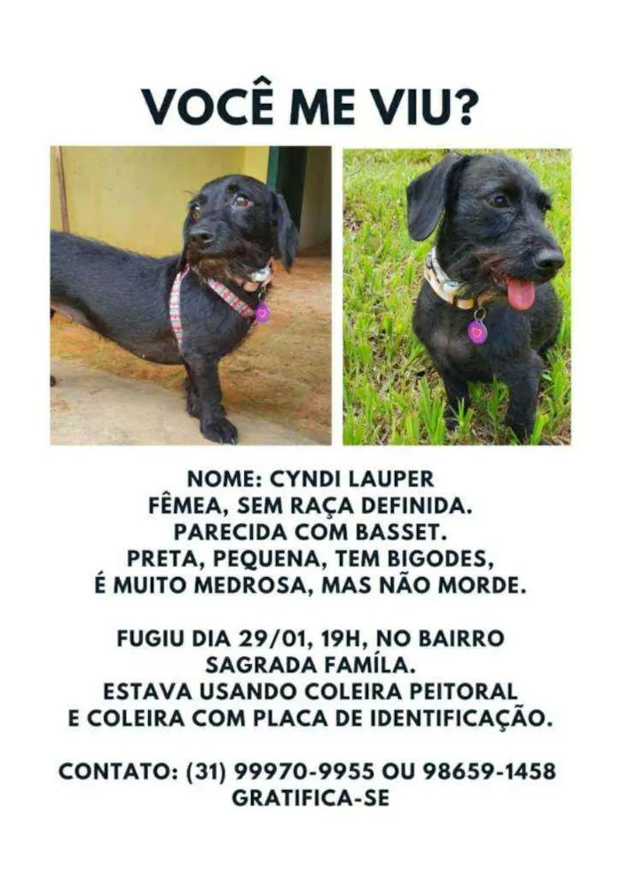 Cachorro ra a Vira lata idade 2 anos nome Cyndi