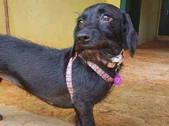 Cachorro ra a Vira lata idade 2 anos nome Cyndi