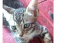 Gatos