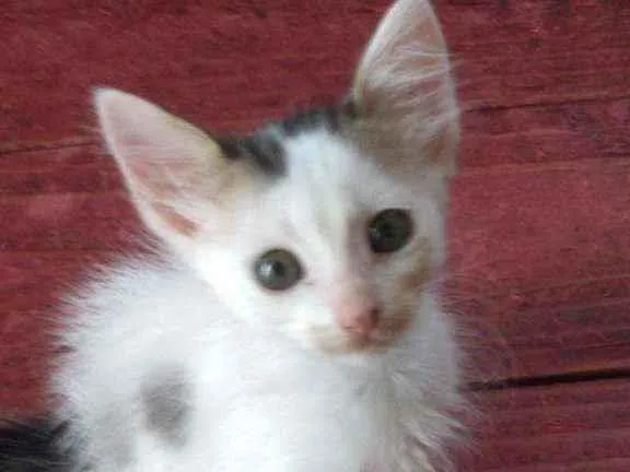 Gato ra a  idade 2 a 6 meses nome Gatos