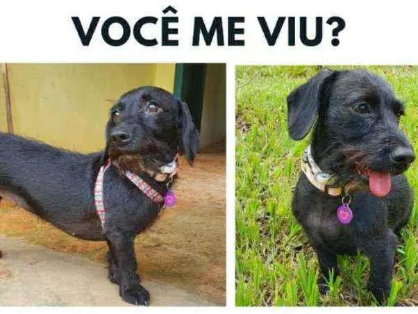 Cachorro ra a Vira lata idade 2 anos nome Cyndi