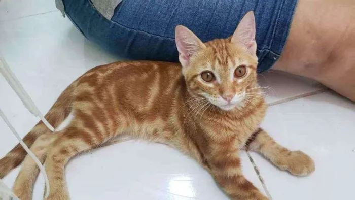Gato ra a Srd idade 2 a 6 meses nome Heros