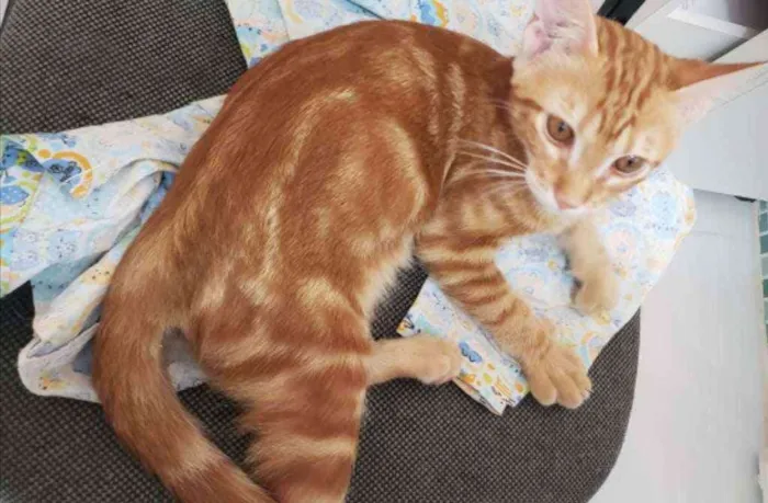 Gato ra a Srd idade 2 a 6 meses nome Heros