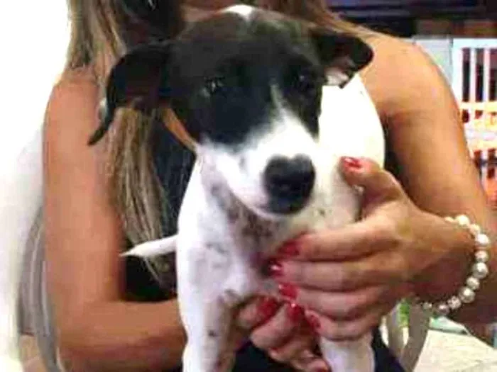 Cachorro ra a SRD idade 2 a 6 meses nome Branquinha