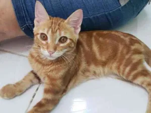 Gato raça Srd idade 2 a 6 meses nome Heros