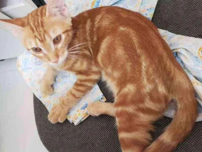 Gato ra a Srd idade 2 a 6 meses nome Heros
