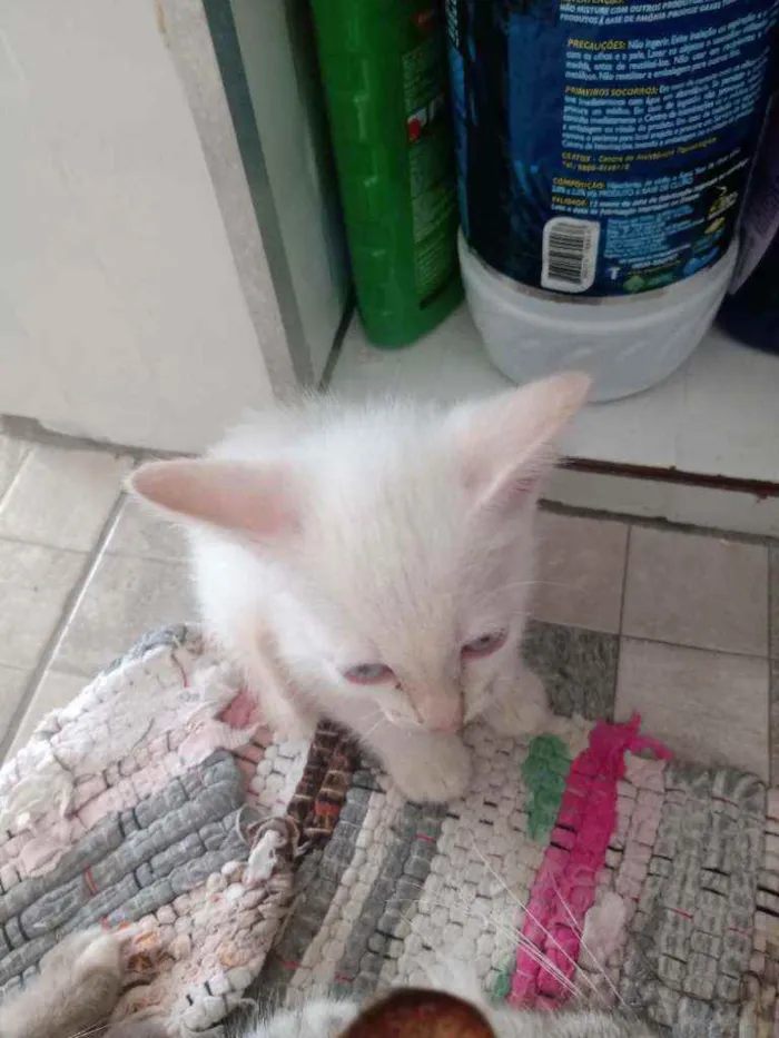 Gato ra a Raça não identificada  idade 2 a 6 meses nome Baby 2