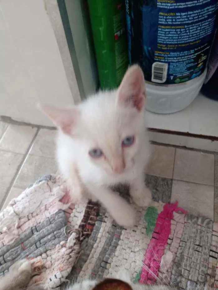 Gato ra a Raça não identificada  idade 2 a 6 meses nome Baby 2