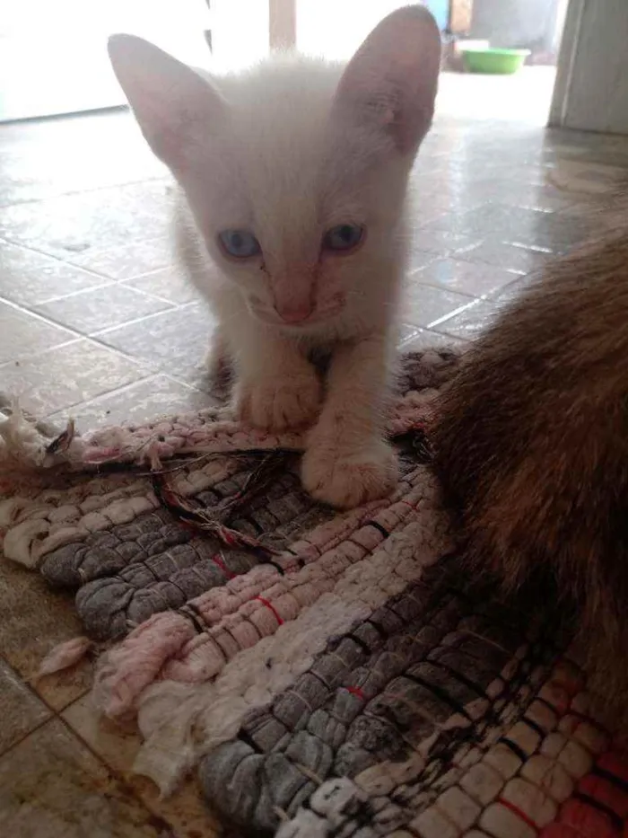 Gato ra a Raça não identificada  idade 2 a 6 meses nome Baby 2
