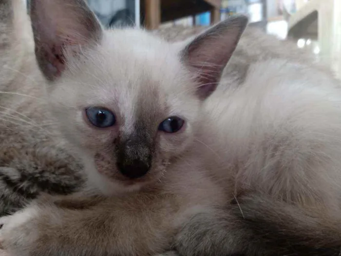 Gato ra a Raça não identificada  idade 2 a 6 meses nome Baby 3