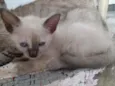 Baby 3
