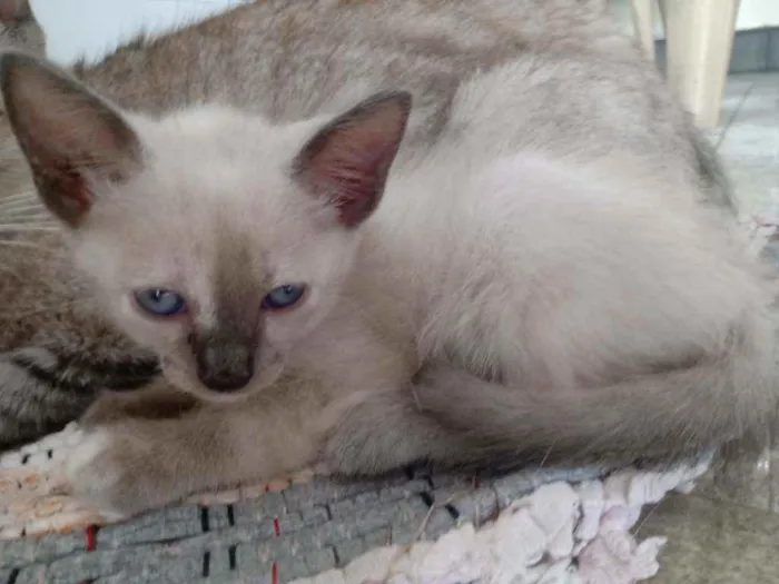 Gato ra a Raça não identificada  idade 2 a 6 meses nome Baby 3
