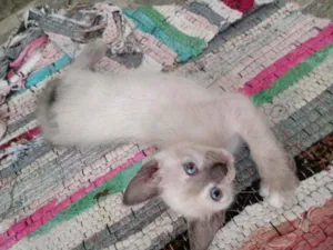 Gato raça Raça não identificada  idade 2 a 6 meses nome Baby 3