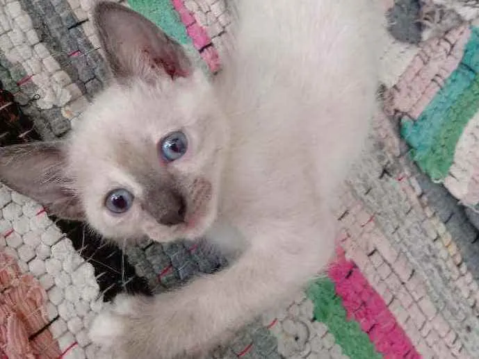 Gato ra a Raça não identificada  idade 2 a 6 meses nome Baby 3