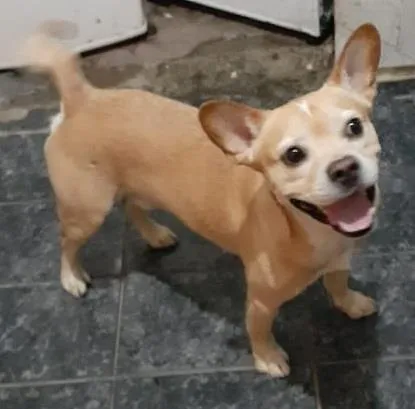 Cachorro ra a Mixto de Buldogue Francês idade 3 anos nome Thor