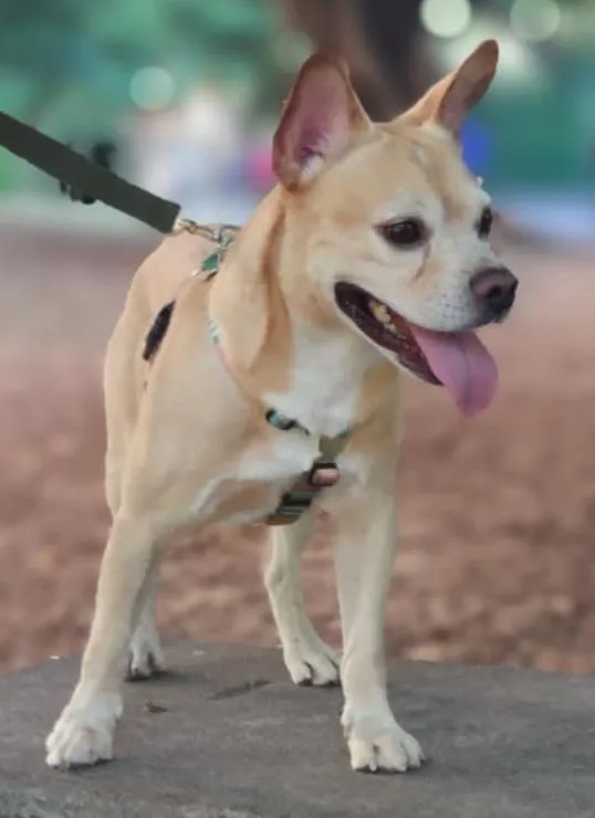 Cachorro ra a Mixto de Buldogue Francês idade 3 anos nome Thor