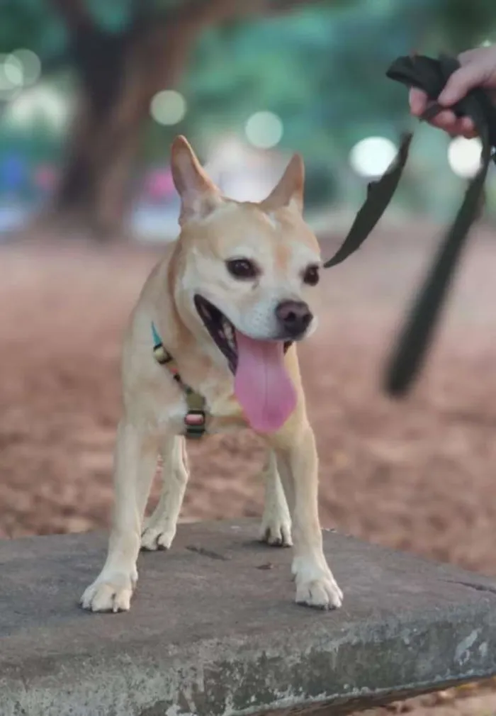 Cachorro ra a Mixto de Buldogue Francês idade 3 anos nome Thor