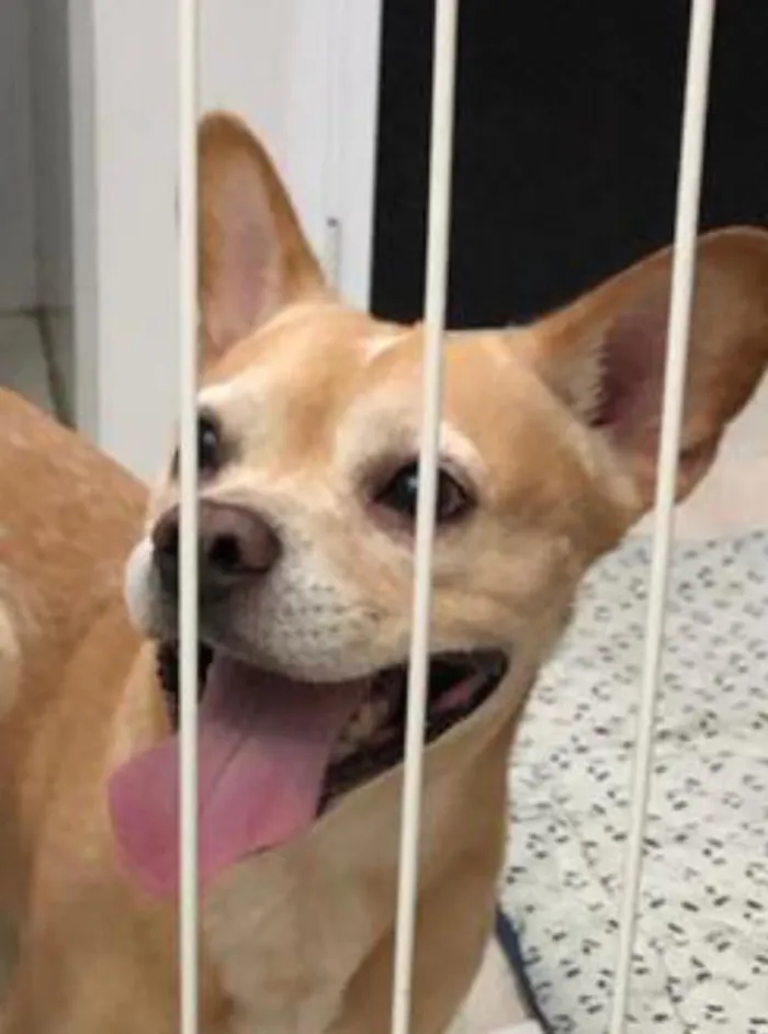 Cachorro ra a Mixto de Buldogue Francês idade 3 anos nome Thor