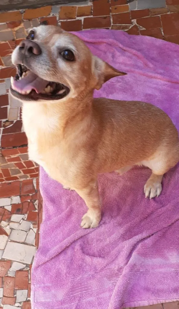 Cachorro ra a Mixto de Buldogue Francês idade 3 anos nome Thor